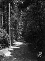 Camino en el bosque. Ricardo del Arco y Garay. Ansó