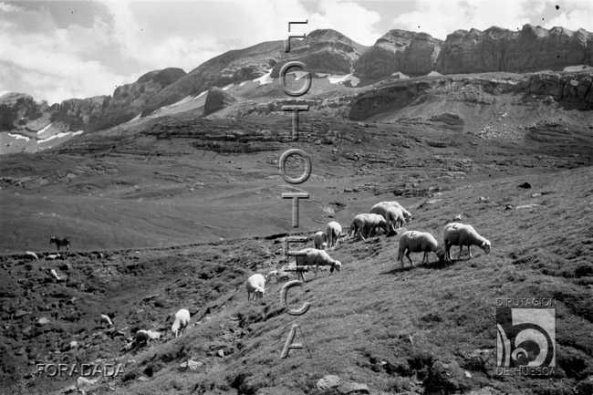 Ovejas pastando. Alfonso Foradada Coll. Valle de Ansó