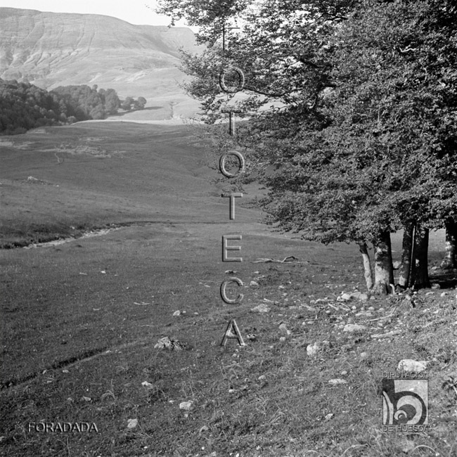 Paisaje con árboles y praderas. Alfonso Foradada Coll. Valle de Ansó