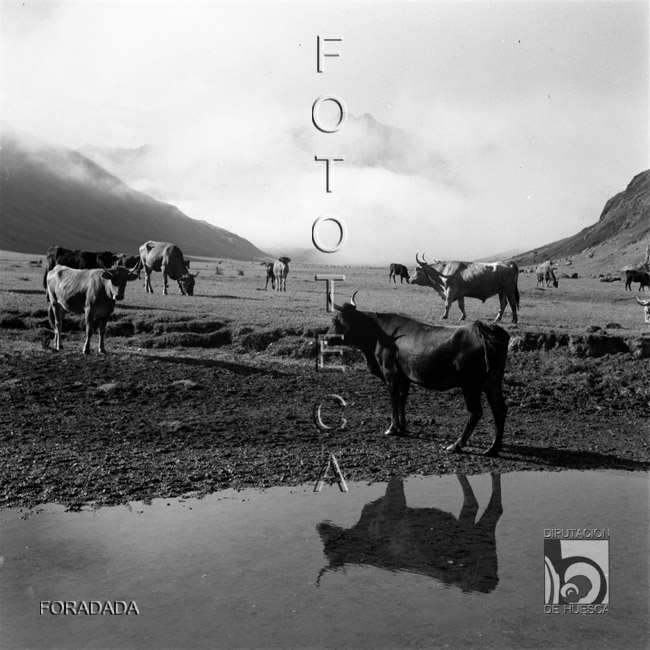 Vacas en el Valle de Aguastuertas. Alfonso Foradada Coll. Valle de Ansó