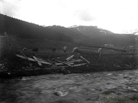 Ovejas pastando al lado de un río de los Pirineos