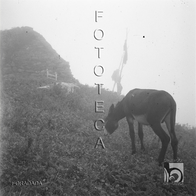 Mula en el cubilar de Lacherito. Alfonso Foradada Coll. Valle de Ansó