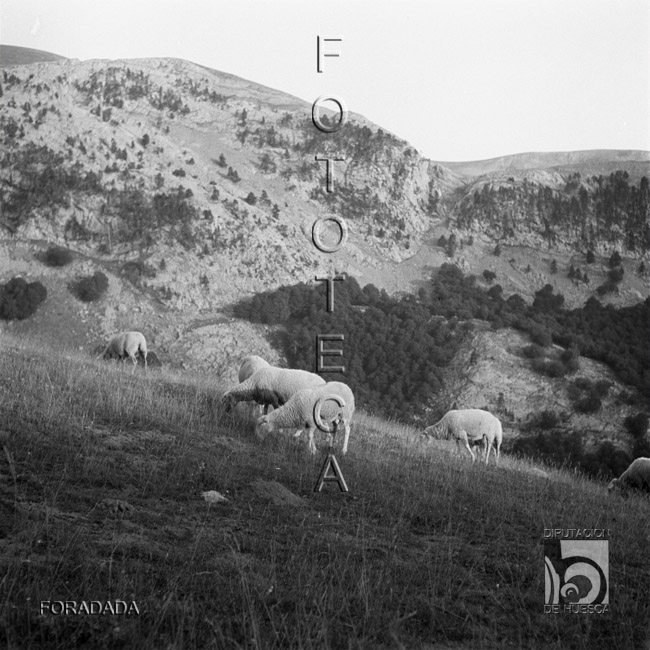 Ovejas pastando. Alfonso Foradada Coll. Valle de Ansó