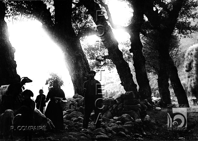 "De regreso. Personajes y árboles". Ricardo Compairé Escartín. Plan