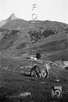Caballos pastando. Alfonso Foradada Morillo. Valle de Ansó