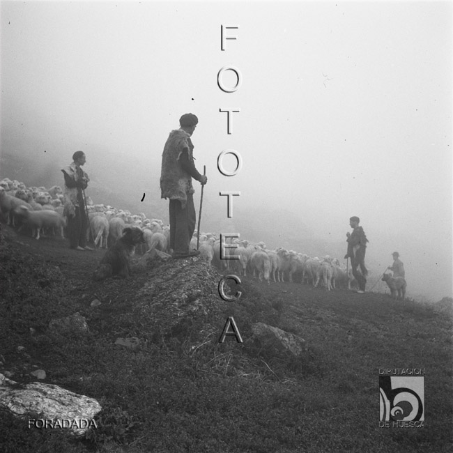 Pastores con el rebaño del cubilar de Lacherito. Alfonso Foradada Coll. Valle de Ansó