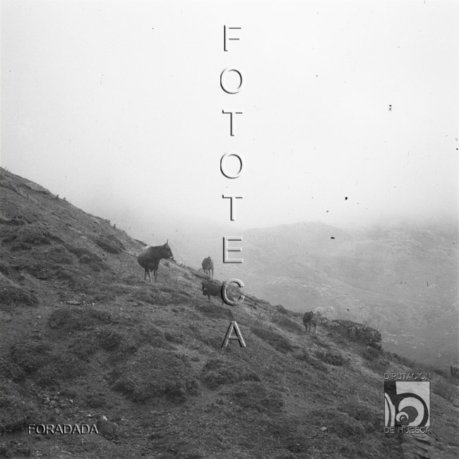 Ladera con vacas. Alfonso Foradada Coll. Valle de Ansó