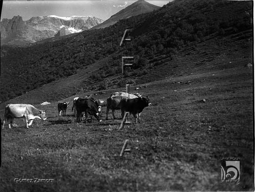 Vacas en un prado. Mariano Gómez Zamora