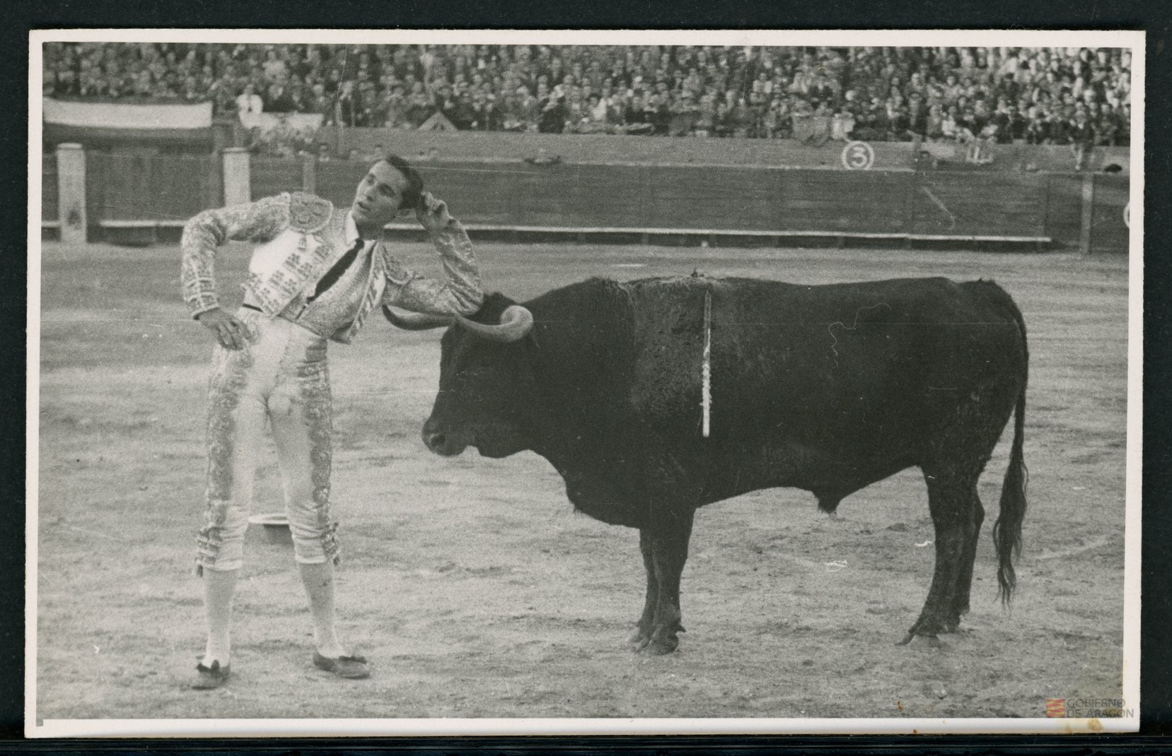 Torero posando al lado de un toro. Hermes (fotógrafo)