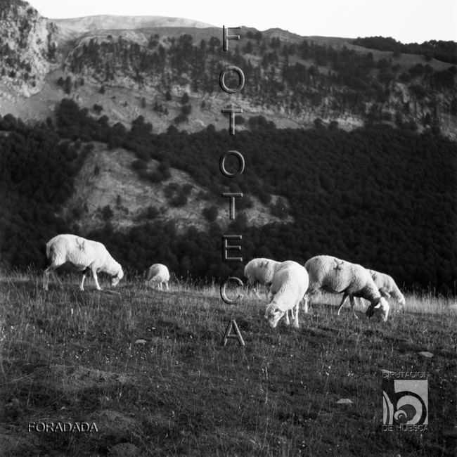 Ovejas pastando. Alfonso Foradada Coll. Valle de Ansó