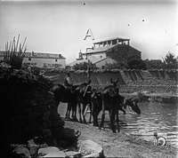 Caballos bebiendo. Ildefonso San Agustín