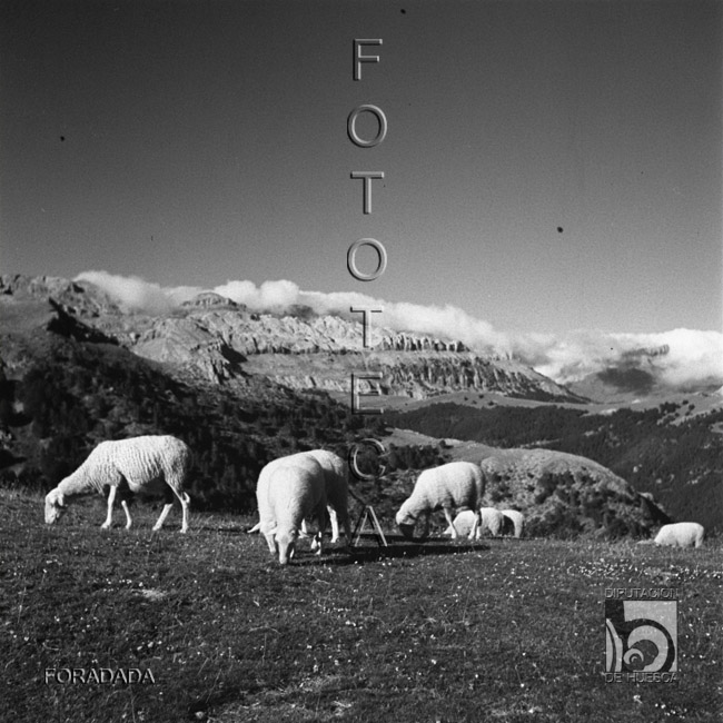 Ovejas pastando. Alfonso Foradada Coll. Valle de Ansó