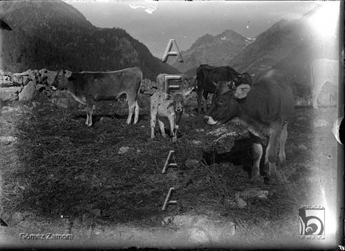 Vacas con ternero. Mariano Gómez Zamora