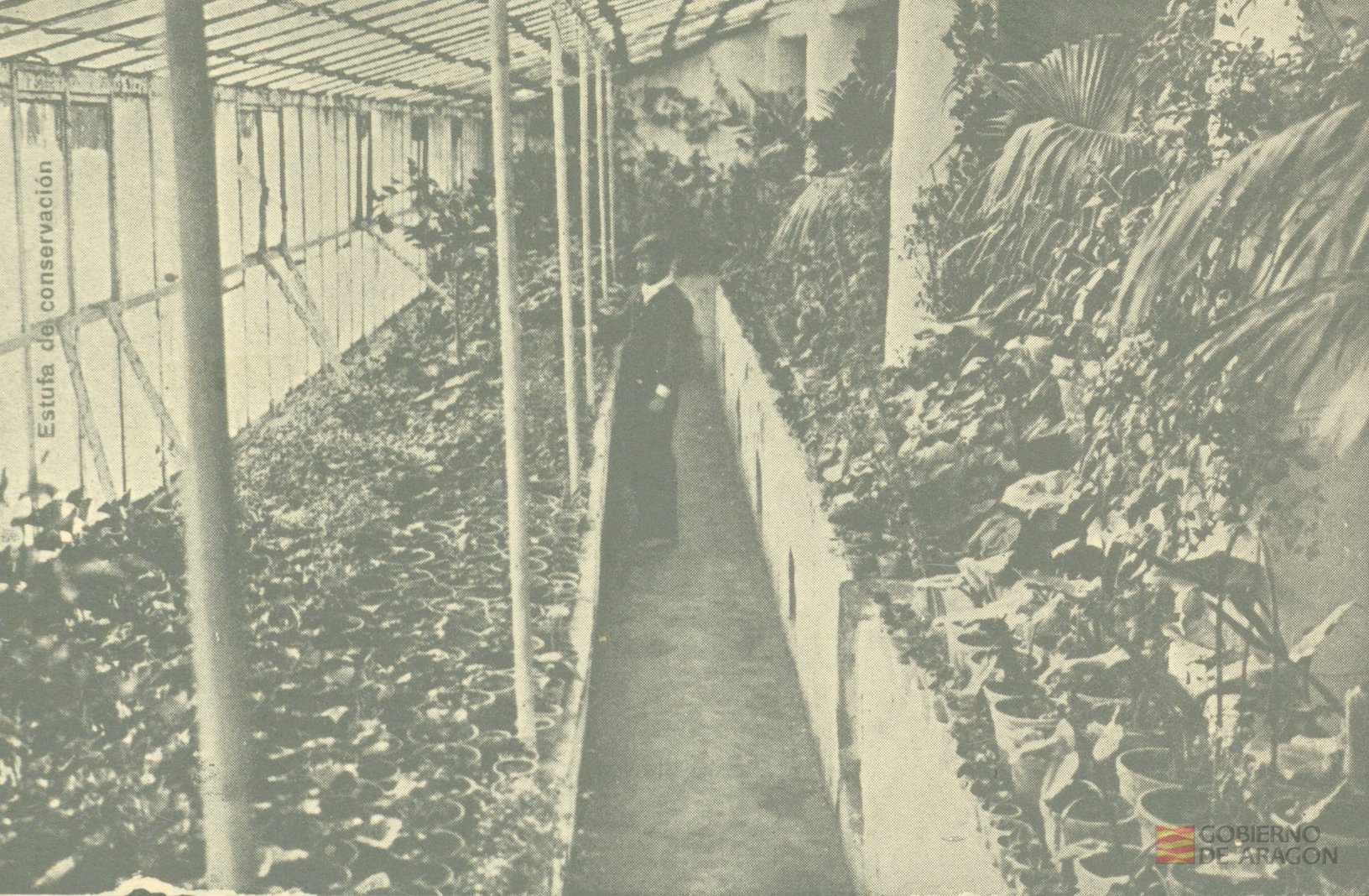 "Estufa de conservación de un establecimiento de Horticultura"