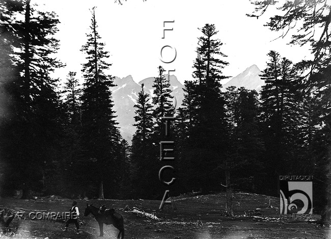 "Plana de los Troncos". Ricardo Compairé Escartín. Selva de Oza