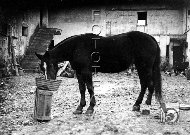 "Yegua de raza". Ricardo Compairé Escartín. Huesca