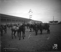 Caballos del Ejército. Ildefonso San Agustín. Huesca