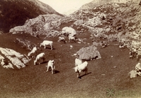Vallée d'Ossau.