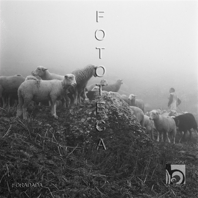 Ovejas del cubilar de Lacherito. Alfonso Foradada Coll. Valle de Ansó