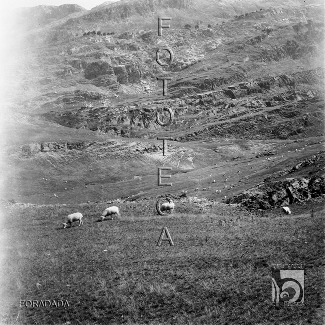 Ovejas pastando. Alfonso Foradada Coll. Valle de Ansó