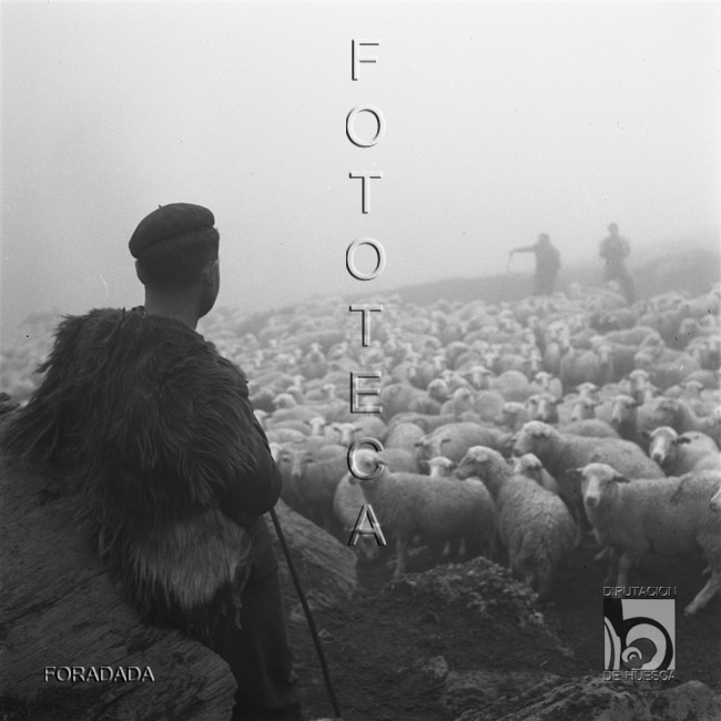 Pastor cuidando el rebaño del cubilar de Lacherito. Alfonso Foradada Coll. Valle de Ansó