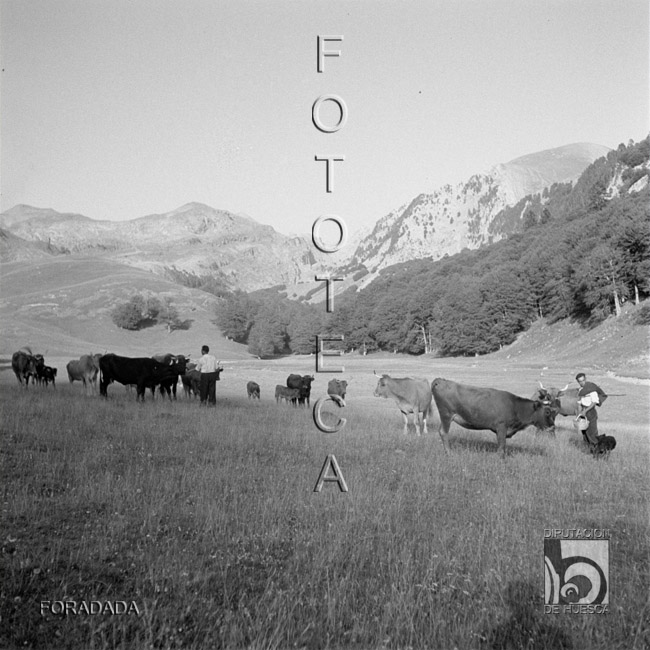 Pastores con vacas pastando. Alfonso Foradada Coll. Valle de Ansó