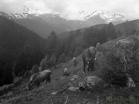 Vacas pastando en montaña pirenaica