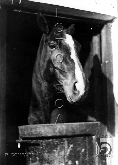 "Cabeza de yegua". Ricardo Compairé Escartín. Huesca