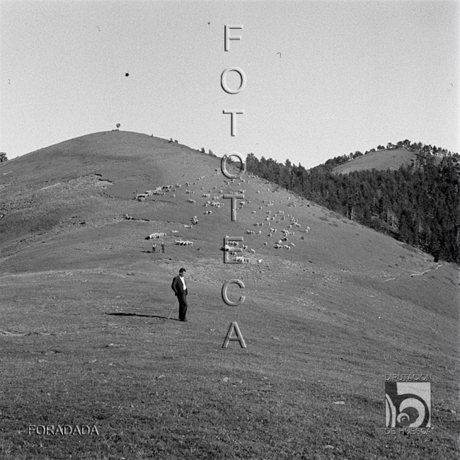 Colina con ovejas. Alfonso Foradada Coll. Valle de Ansó