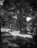 Paisaje. Paisaje montañoso. Pinar. José Galiay Sarañana