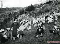 Ganadería en Fanlillo durante la Guerra Civil